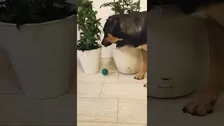 Когда игрушка тебя победила 