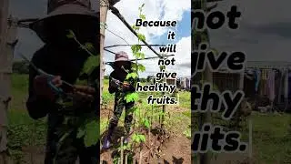 Pruning Style Sa Ampalaya or (Bitter gourd)