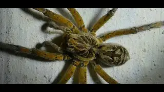 Geolycosa vultuosa   by Theo