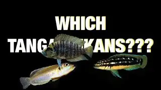 New Tanganyikan Tank