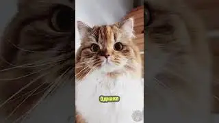 Кто, если не кот? Генетта!