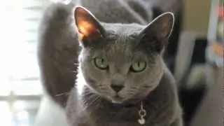 Russian Blue 
