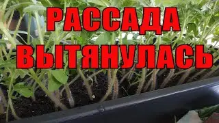 WHAT TO DO IF THE SEEDLINGS HAVE BEEN STRETCHED? WILL THE ATHLETE PRODUCT HELP? PROPER CARE OF SE...