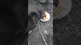 Охраник в дом .