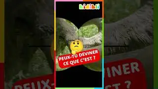 Partons explorer la Préhistoire ! 🦣 | Kidibli #shorts