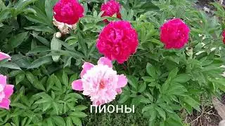 Цветы и кустарники в июне