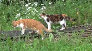 Кошки на воле / ЛапУшки Котейки