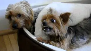 Two Yorkies have to share one bed