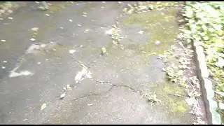 Мох на асфальте (Перово 30.07.2024)
