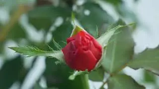 Bunga mawar merah
