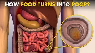How Does Your Body Turns Food Into Poop? (Human Digestive System)