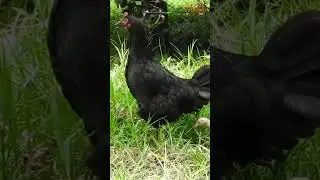 UNA SOLA GALLINA.  Servicios ambientales de las gallinas. #granja #gallinsfelices