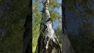 Белая березонька❤️