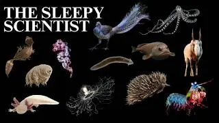 101 Weird Facts About Animals | Science for Sleep