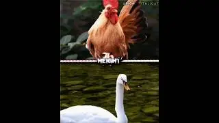 🐔 Chicken Vs Duck 🦆 l #reallife #chicken #duck #mog #mewing #fypage #viral #shorts