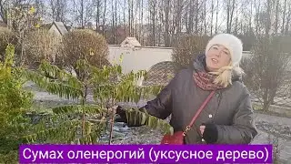 Как сохранить уксусное дерево в садах Подмосковья в зимний период?