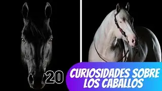 ¡INCREÍBLE! 20 Datos Sorprendentes sobre CABALLOS que DESCONOCÍA 🐴