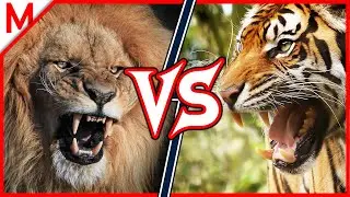 1💥Lion Vs Tiger | ANIMAL BATTLE