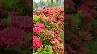 Santan Flower