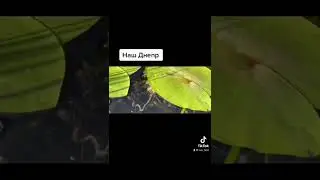Наш Днепр