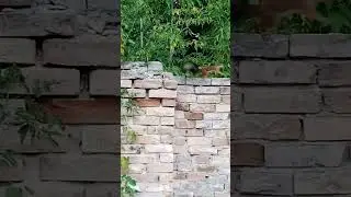 белочка .осень в беларуси
