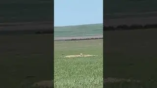 Pealing Prairie Dogs with JRGS