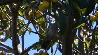 Crested Pigeon Coo
