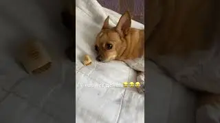 Чихуахуа #dog #чихуахуа #приколысживотными #приколы #shortsvideo #sunny #собака