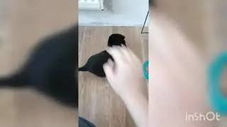 Кушают понемногу