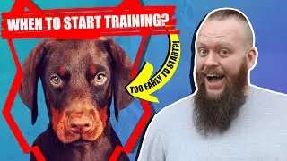 When Should I Start Training My DOBERMAN PUPPY?