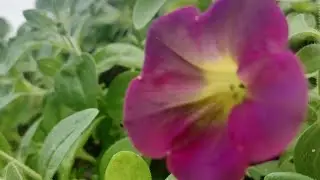 Иркутская теплица 89086553950