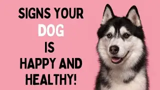 8 Signs Your Dog is Happy and Healthy!