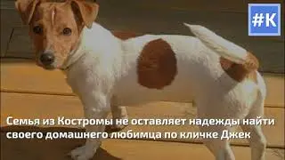 Друзья, поможем найти Джека!