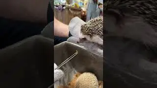 A Hedgehog Cafe IS NOT what I thought it would be 😅