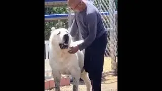 Akıllı Alabay Köpeği