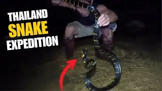 Thailand Jungle Expedition Uncovers Hidden Snake Treasures!