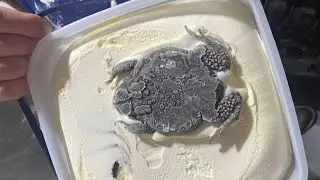 FROG FOUND IN ICE CREAM - real or fake?