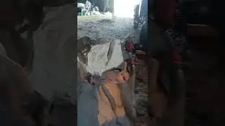 Протравливание семян подсолнечника.
