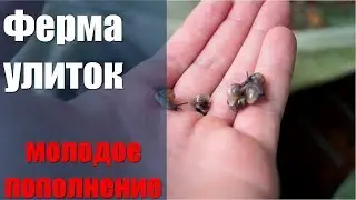 ферма улиток молодое пополнение
