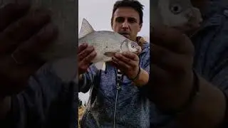 Ловля лящика  #fishing #рибалканадністрі