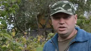 Обрезка малины осенью