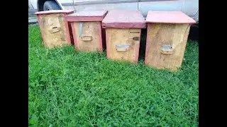 Catching Swarms 2020,How to Catch a Swarm,Bee Traps,Beekeeping for Beginners, Beekeeping