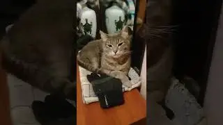 Кошечка Лада 🌺🐈‍⬛🐈‍⬛🐈‍⬛🌸