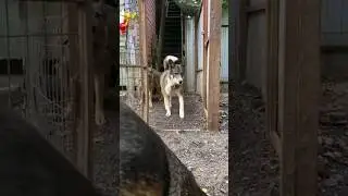 Каждый выходит, выскакивает, вылетает на прогулку по разному)