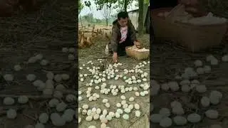 The Beauty of Free Range Egg Farming #raisingchickens