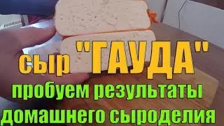 Домашний сыр - сыр ГАУДА (пробуем результаты)