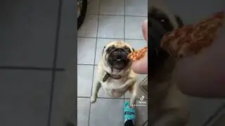 Why we love #pugs #shorts
