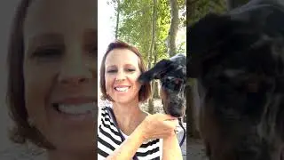 Helping a Scared Dog: Where Flooding Fails, Desensitization Dominates