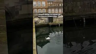 Гордый лебедь рассекает по каналам Копенгагена🇩🇰 