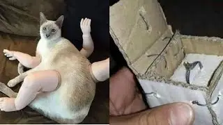 Videos I Found on Reddit 
